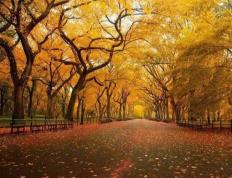 詹姆斯NBA歷(lì)史(shǐ)得(dé)分榜登顶篮球传奇不朽